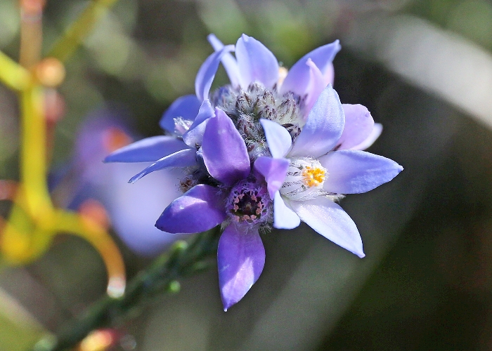 Western Australian Plants Rutaceae